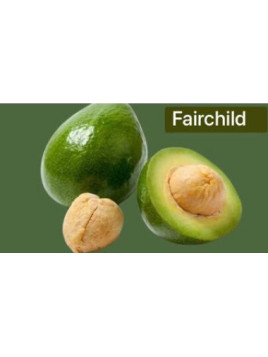 Persea americana Fairchild - de Semi