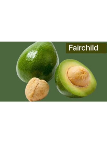 Persea americana Fairchild - de Semi