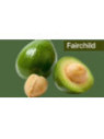 Persea americana Fairchild - de Semi