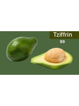 Persea americana Tziffrin 99 - de Semi