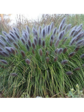 Pennisetum Alopecuroides black beauty