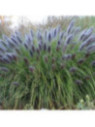 Pennisetum Alopecuroides black beauty