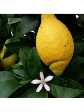 Citrus limon 'Lunario' / Citronnier 4 saisons