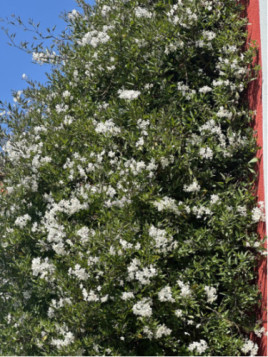 Solanum Jasminoides Album Blanc