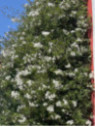 Solanum Jasminoides Album Blanc