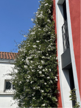 Solanum Jasminoides Album Blanc