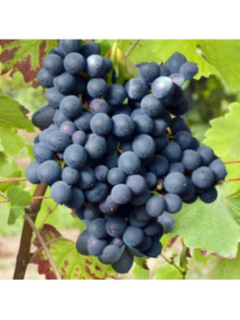 Vitis vinifera 'Kodrianka' / Vigne (résistante aux maladies)