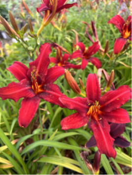 Hemerocallis 'Crimson pirate' / Hemerocalle à fleurs comestibles