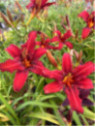 Hemerocallis 'Crimson pirate' / Hemerocalle à fleurs comestibles
