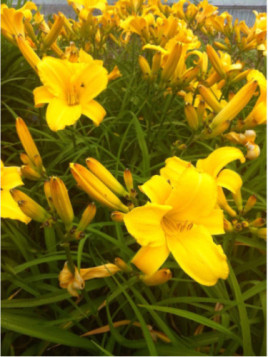 Hemerocallis Stella De Oro