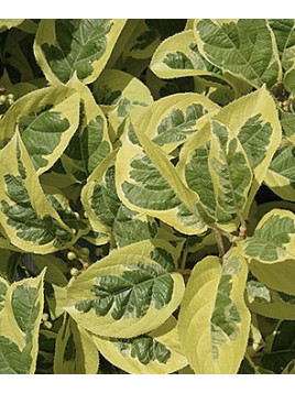 Actinidia arguta 'Hokey pokey' / Kiwaï / autofertile