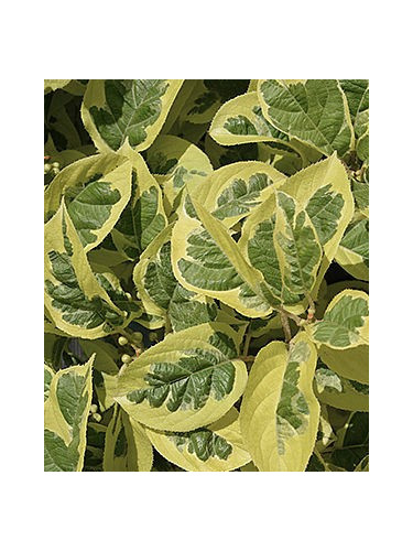 Actinidia arguta 'Hokey pokey' / Kiwaï / autofertile