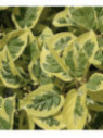 Actinidia arguta 'Hokey pokey' / Kiwaï / autofertile