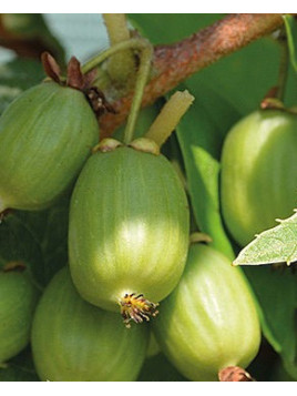 Actinidia arguta 'Hokey pokey' / Kiwaï / autofertile