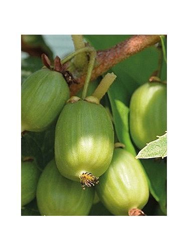 Actinidia arguta 'Hokey pokey' / Kiwaï / autofertile