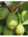Actinidia arguta 'Hokey pokey' / Kiwaï / autofertile