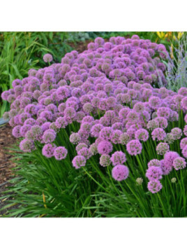 Allium Millenium Ail d'ornement à fleurs rose