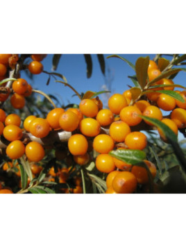 Hippophae rhamnoides 'Friesdorfer' / Argousier autofertile