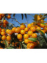 Hippophae rhamnoides 'Friesdorfer' / Argousier autofertile