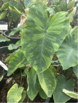 colocasia tiger stripe