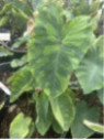 colocasia tiger stripe