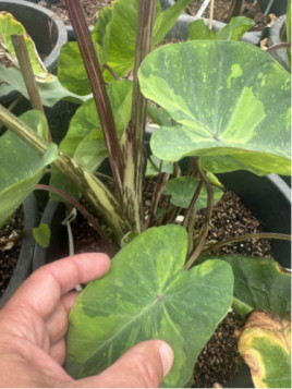 colocasia tiger stripe
