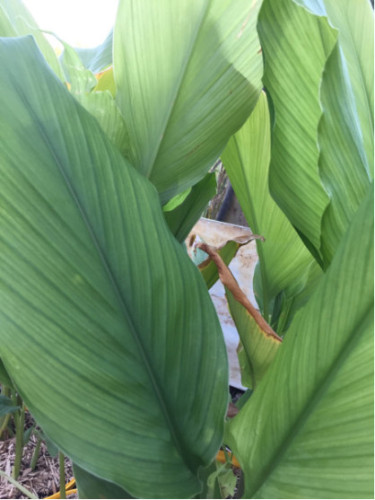 Curcuma longa