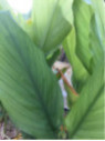 Curcuma longa