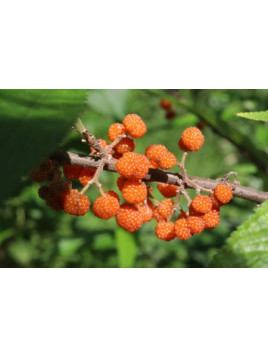 Debregeasia edulis 'Elite' / Yanagi Ichigo / Fraise de saule