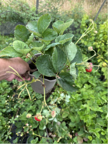 Fraisier 'Gariguette' Non remontant