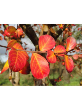 Lagerstroemia indica 'Rubra' / Lilas des Indes
