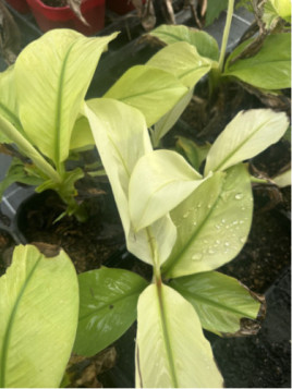 Musa namwha white - pisang awak white