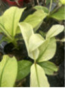 Musa namwha white - pisang awak white