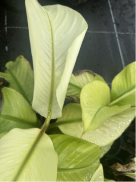 Musa namwha white - pisang awak white