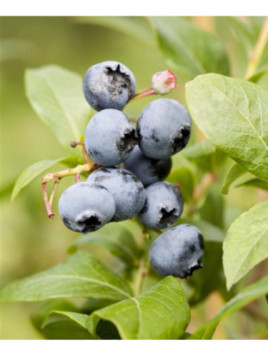 Vaccinium corymbosum 'Goldtraube 71' / Myrtillier