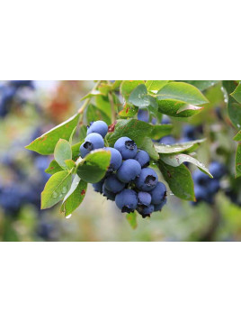 Vaccinium corymbosum 'Patriot' / Myrtillier