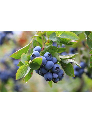 Vaccinium corymbosum 'Patriot' / Myrtillier