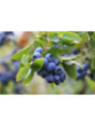 Vaccinium corymbosum 'Patriot' / Myrtillier