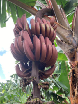 Musa acuminata figue rose naine* (red dacca) / Bananier fruitier