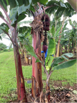 Musa acuminata figue rose naine* (red dacca) / Bananier fruitier