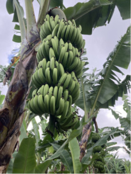 Musa acuminata williams* (bananier fruitier)