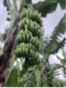 Musa acuminata williams* (bananier fruitier)