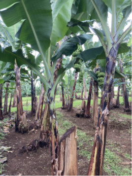 Musa acuminata williams* (bananier fruitier)