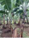 Musa acuminata williams* (bananier fruitier)