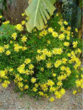 Euryops Chrysanthemoides