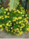 Euryops Chrysanthemoides