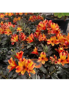 Alstroemeria garden 'Indian Summer' / Lis des Incas