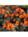 Alstroemeria garden 'Indian Summer' / Lis des Incas