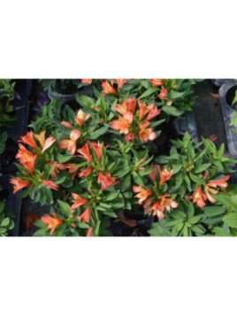 Alstroemeria inticancha 'Bryce' / Lis des Incas Orange