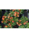 Alstroemeria inticancha 'Bryce' / Lis des Incas Orange